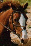 One of our eventing horses, Tirri, Click to enlarge.