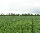 Field experiment